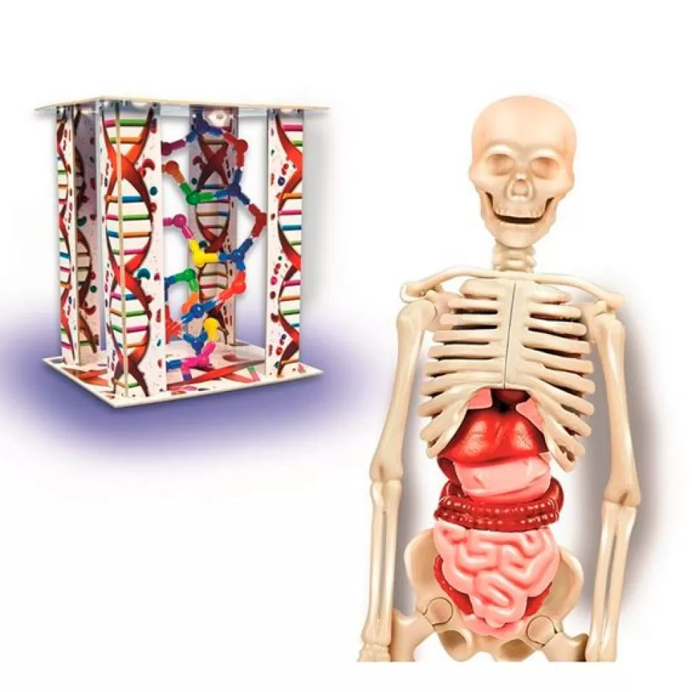 Brinquedos Clementoni Jogo Corpo Humano< Brinquedos Científicos