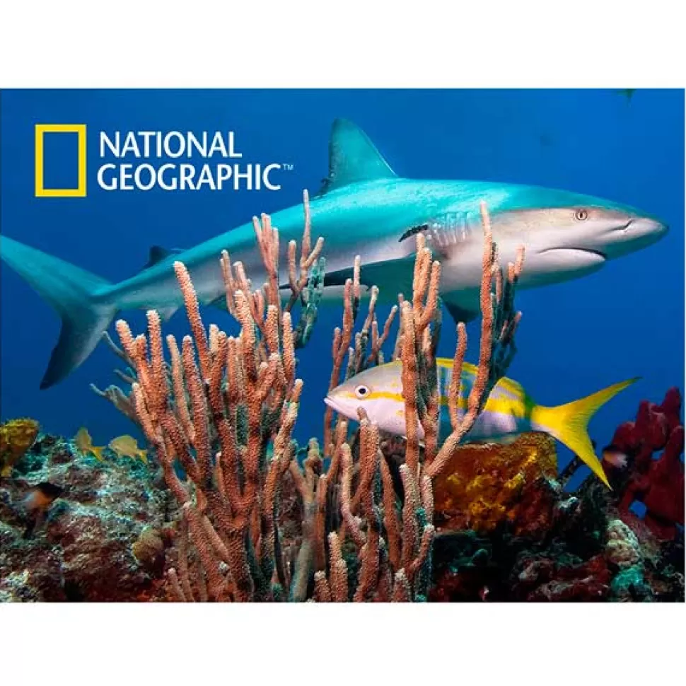 Cheap Brinquedos National Geographic National Geographic Prime 3D Puzzle 500P Tubarao