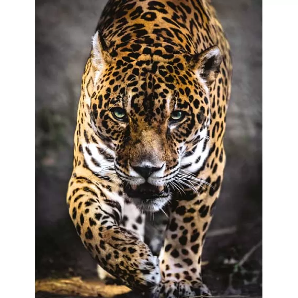 Cheap Brinquedos Clementoni Puzzle 1000P Jaguar Caminhando